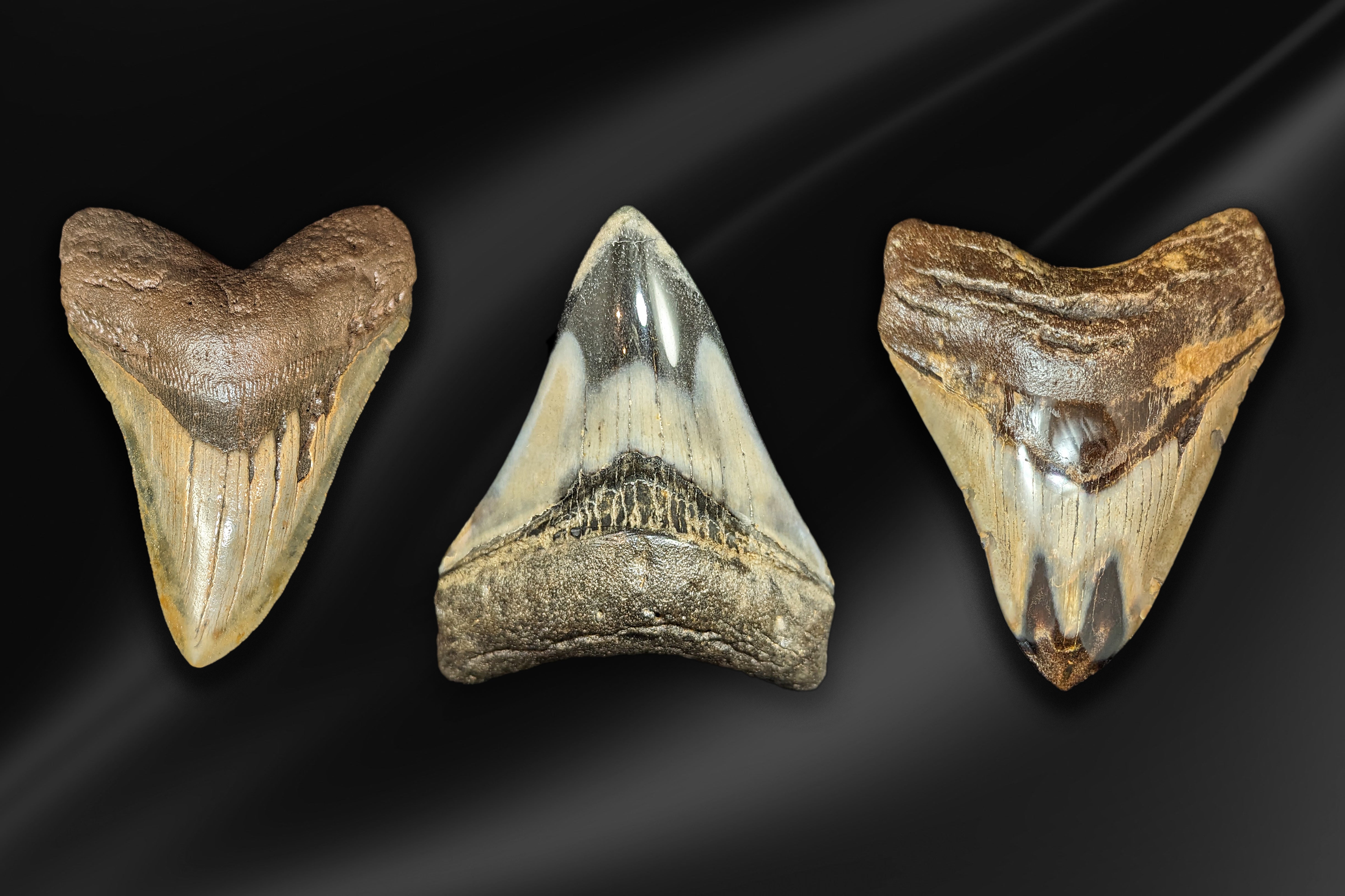 Megalodon Teeth – Paxton Gate