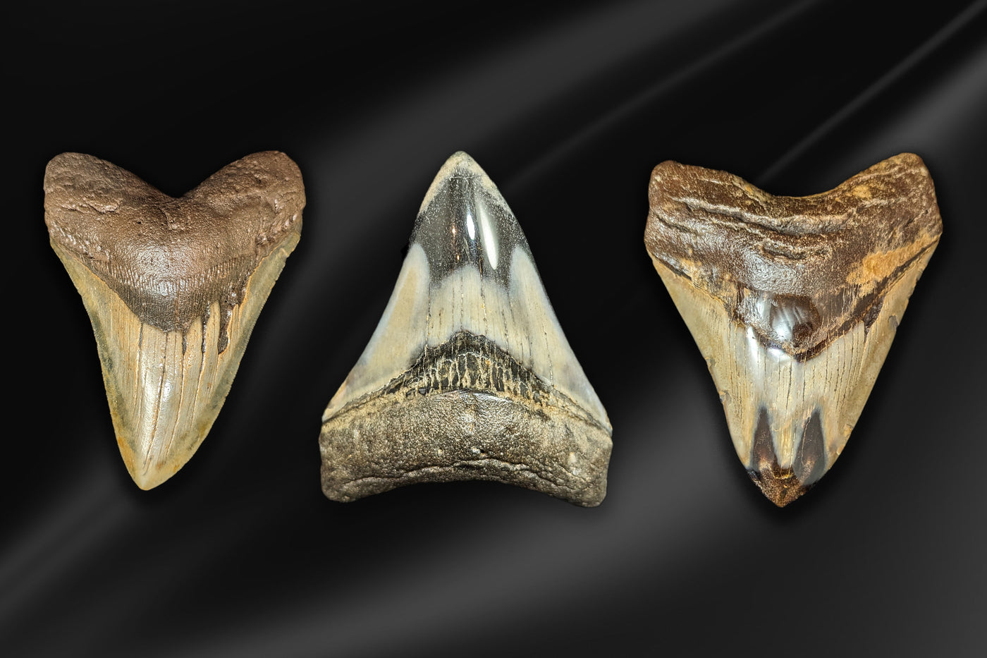 Megalodon Teeth