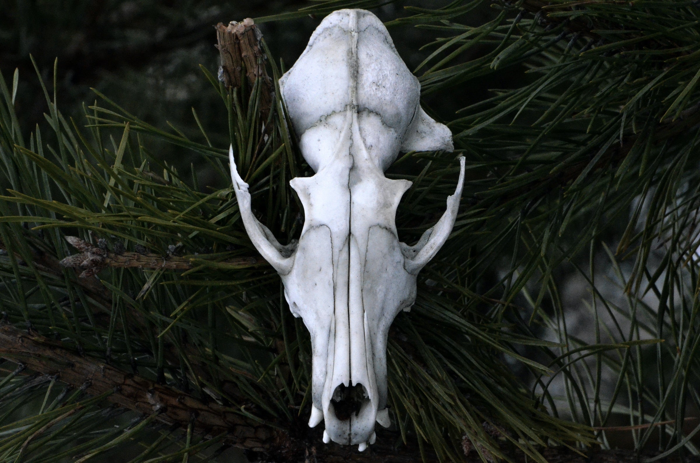 Jaw Dropping!  The Animal With The Most Bones Ever! - son4ddg