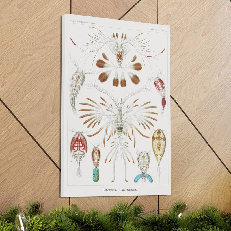 "Copepoda Ruderkrebse" By Ernst Haeckel Canvas Gallery Wraps-Canvas-Printify-PaxtonGate