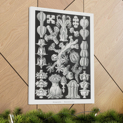 "gorgonida rindenkorallen" By Ernst Haeckel Canvas Gallery Wraps-Canvas-Printify-PaxtonGate