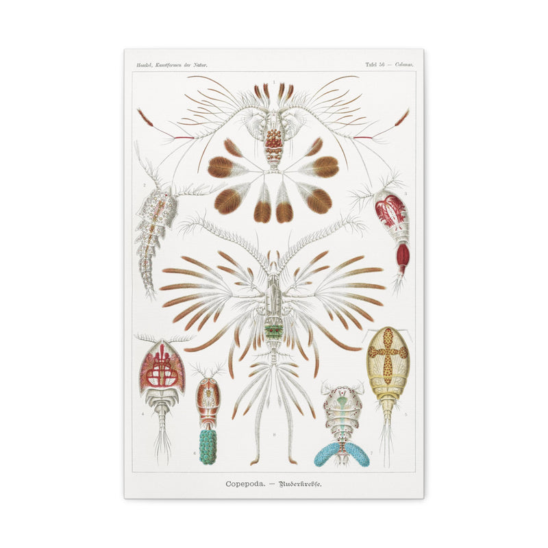 "Copepoda Ruderkrebse" By Ernst Haeckel Canvas Gallery Wraps-Canvas-Printify-PaxtonGate
