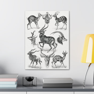 "Antilopina Antilopen" By Ernst Haeckel Canvas Gallery Wraps-Canvas-Printify-PaxtonGate