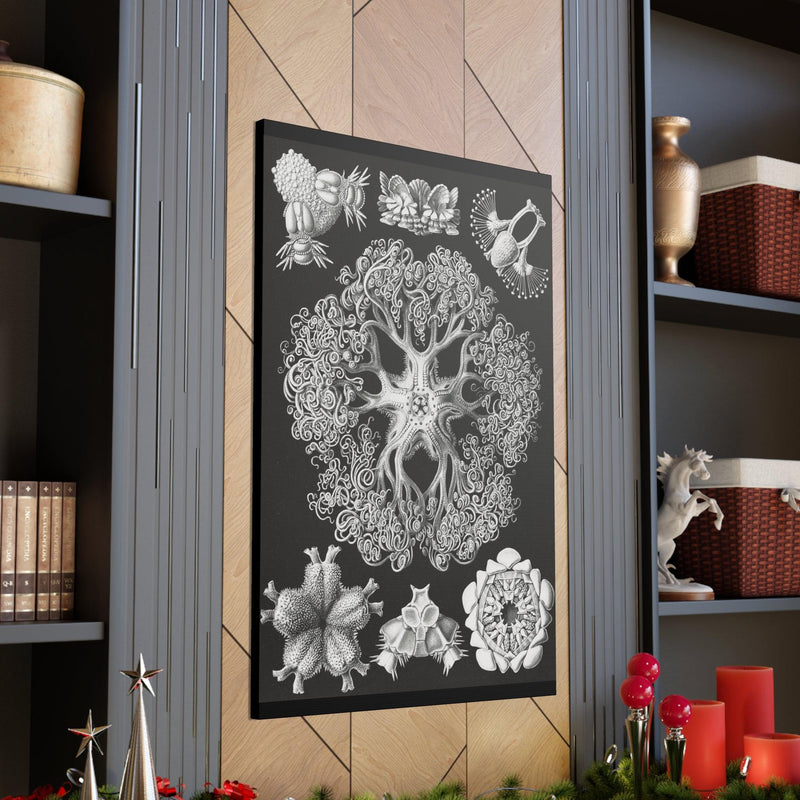 "ophiodea schlangensterne" By Ernst Haeckel Canvas Gallery Wraps-Canvas-Printify-PaxtonGate