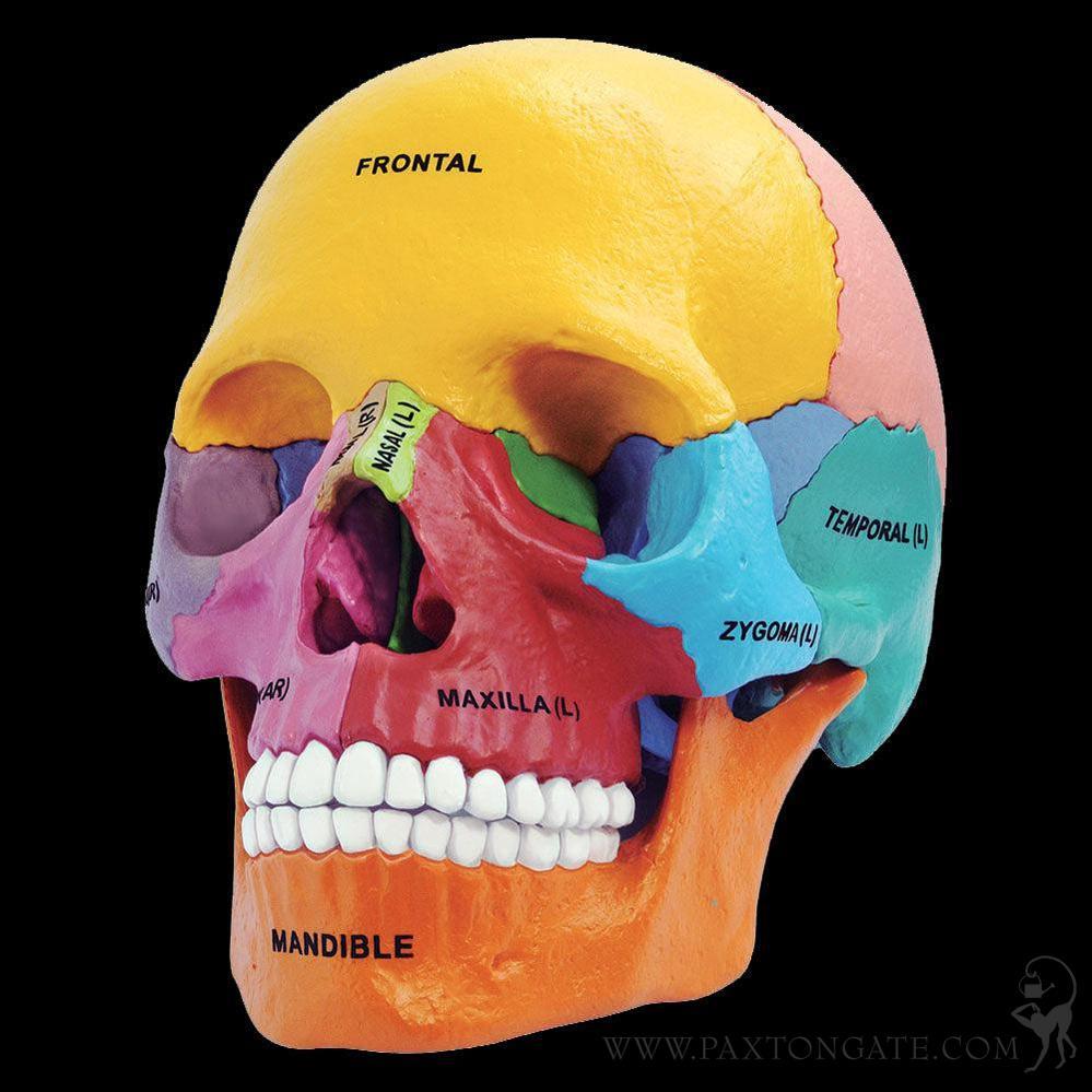 4D Didactic Exploded Skull Interactive Model For Sale | Paxton Gate