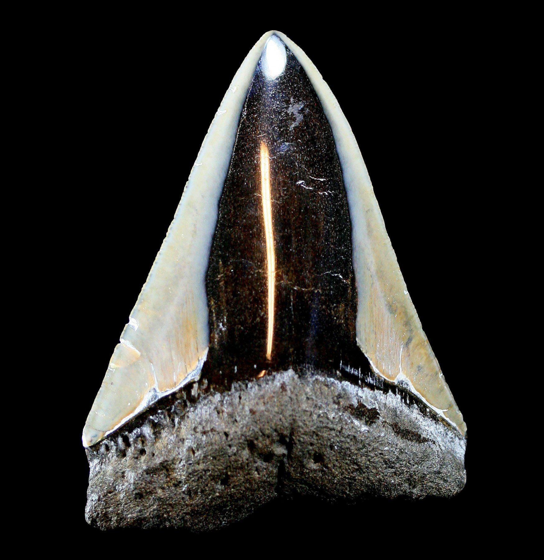Assorted Polished Megalodon Tooth – Paxton Gate