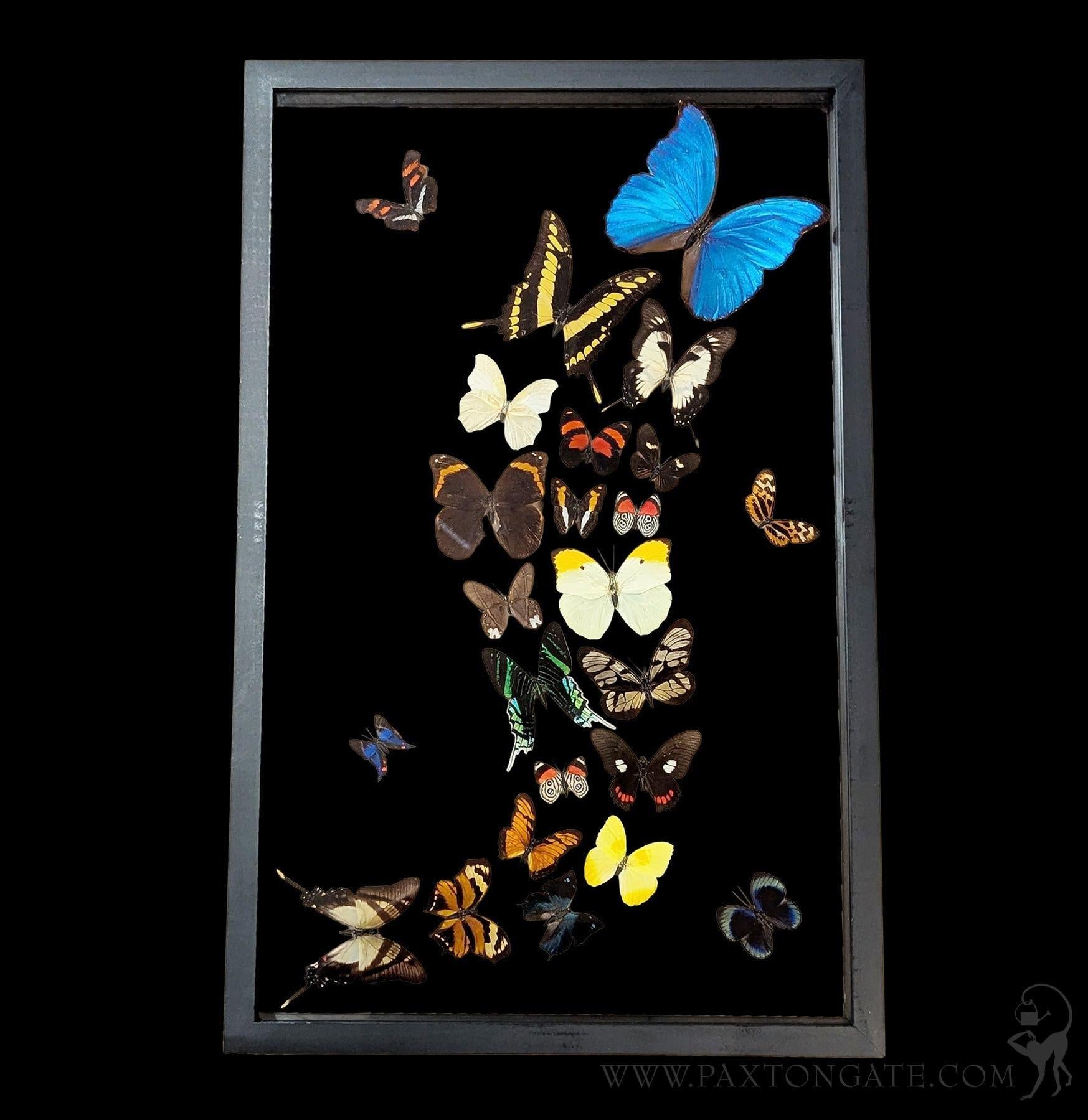 Twenty Four Double Glass Framed Sweeping Butterflies For Sale