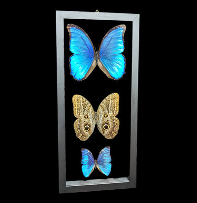 Double Glass Framed Morpho Butterfly Trio - Paxton Gate
