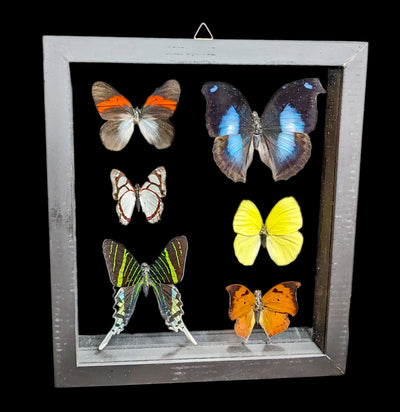 Six Framed Peruvian Butterflies in Double Glass Black Frame - Paxton Gate