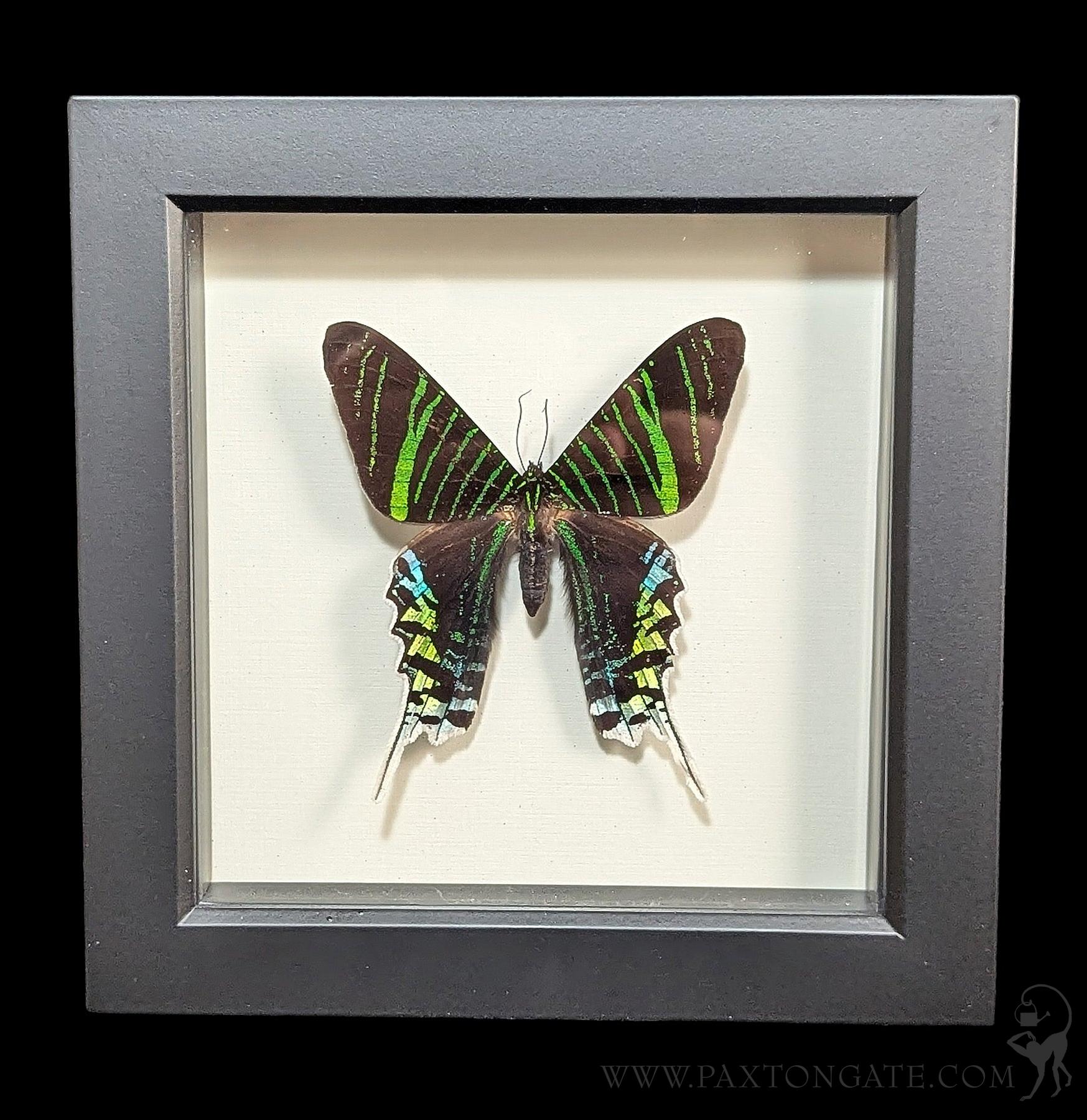 Framed Green Banded Urania Moth (Urania leilus) For Sale | Paxton Gate