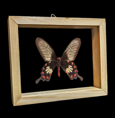 Assorted Double Glass Framed Butterflies - Paxton Gate