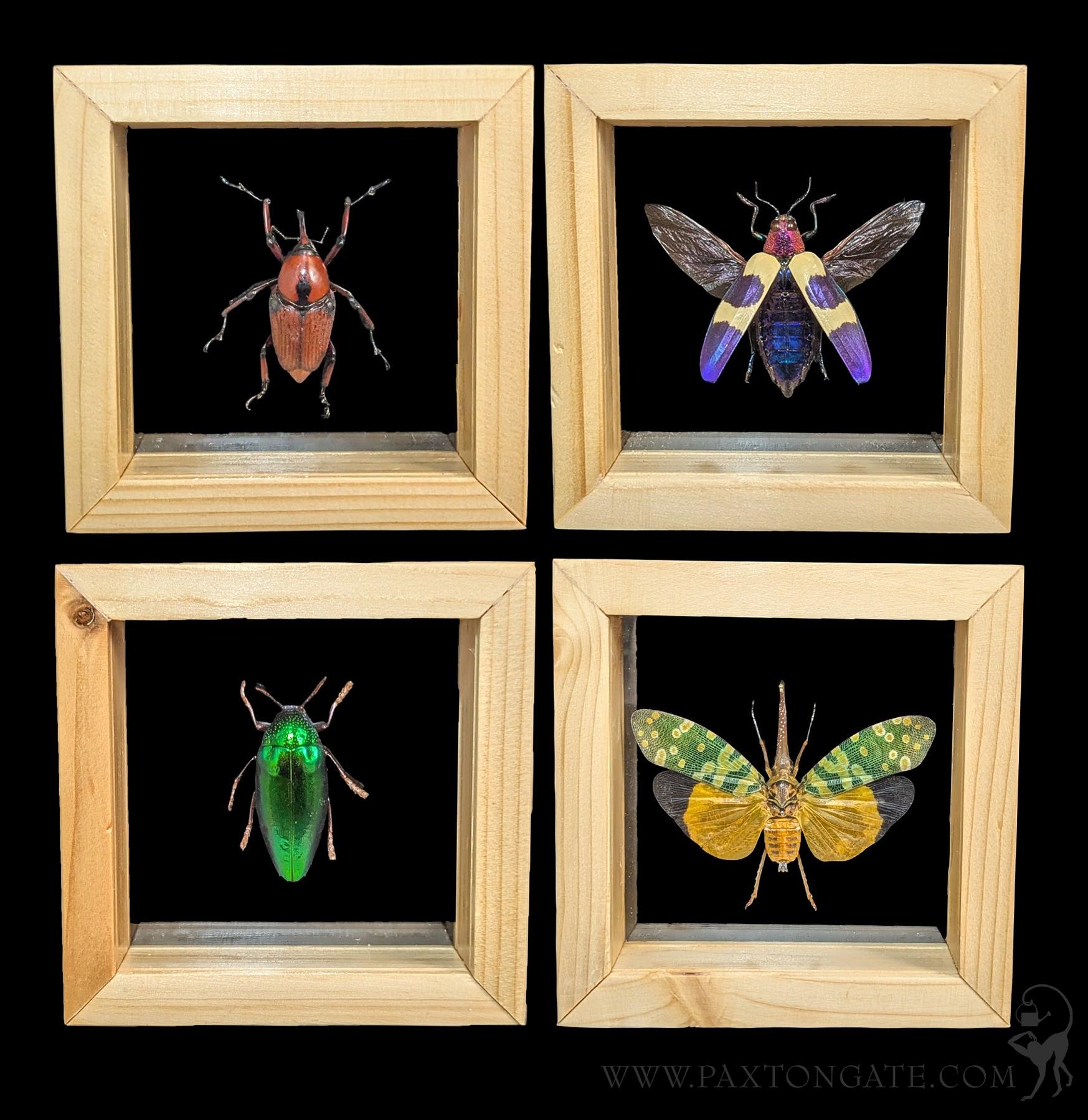 Assorted Double Glass Framed Beetles For Sale | Paxton Gate