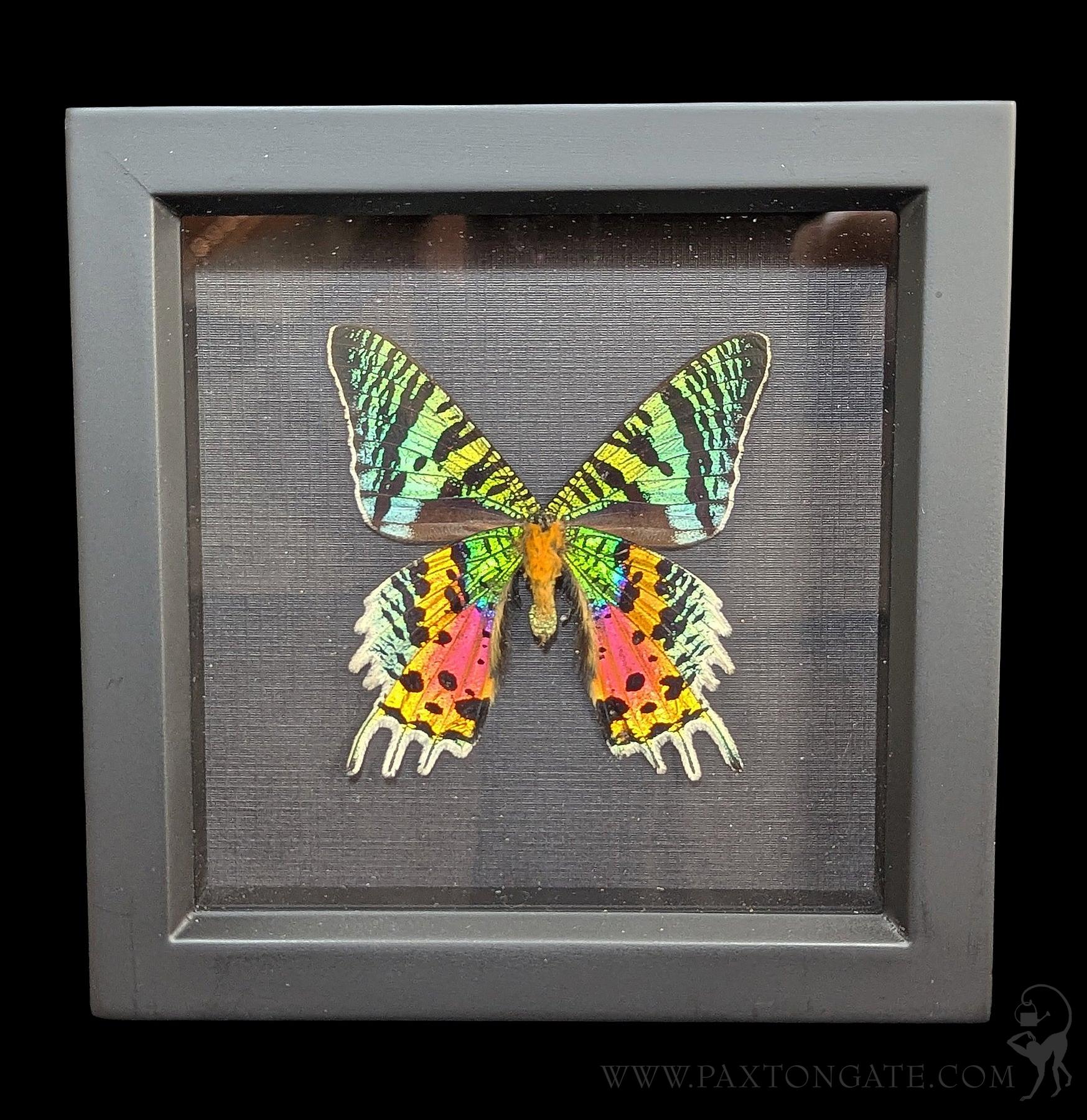 Framed Madagascan Sunset Moth Verso Display For Sale | Paxton Gate