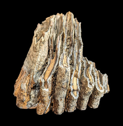 Polished Mammoth Tooth Chunk Specimen C-Fossils-Fossils Online-PaxtonGate