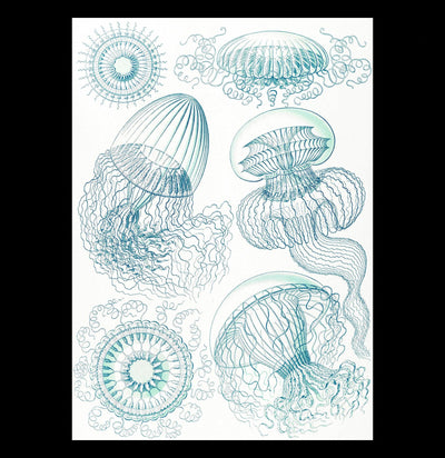 "leptomedusae faltenquallen" By Ernst Haeckel Canvas Print-Canvas-Printify-PaxtonGate