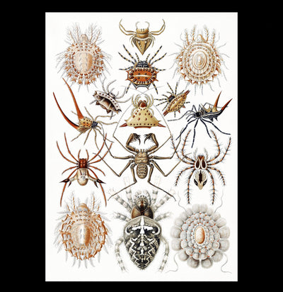 "Arachnida Spinnentiere" By Ernst Haeckel Canvas Print-Canvas-Printify-PaxtonGate
