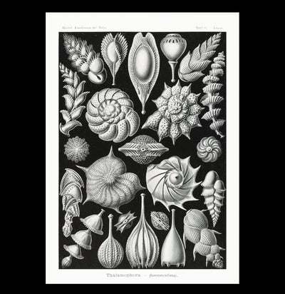 "Thalamophora Kammerlinge" By Ernst Haeckel Canvas Print-Canvas-Printify-PaxtonGate