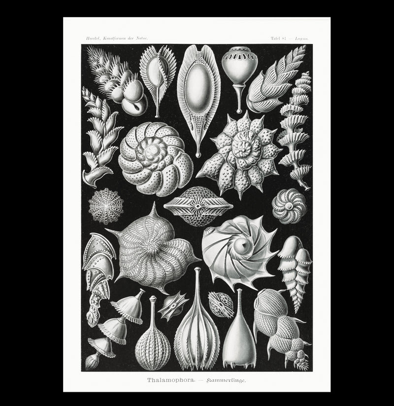 "Thalamophora Kammerlinge" By Ernst Haeckel Canvas Print-Canvas-Printify-PaxtonGate