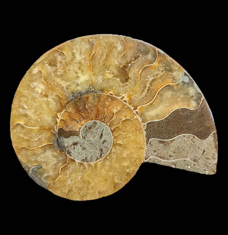 Cut and Polished Agatized Ammonites-Fossils-Madagascar Import SEAM In-PaxtonGate
