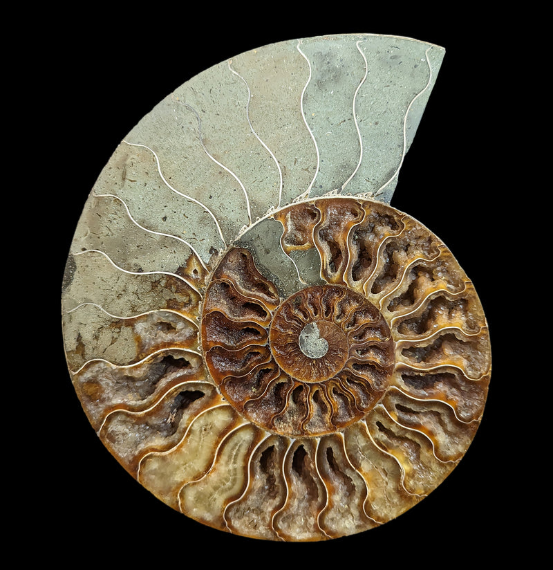 Cut and Polished Agatized Ammonites-Fossils-Madagascar Import SEAM In-PaxtonGate
