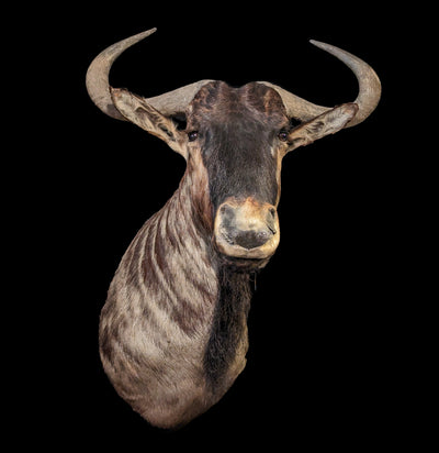 Blue Wildebeest Taxidermy Shoulder Mount-Taxidermy-Stephanie Bodnar-PaxtonGate