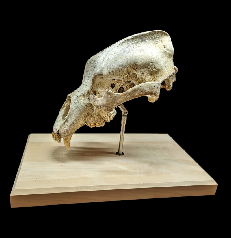 Cave Bear Skull With Stand-Fossils-Nord Fossil-PaxtonGate
