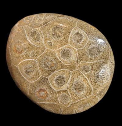 Polished Fossil Devonian Coral Head-Fossils-Moussa-PaxtonGate