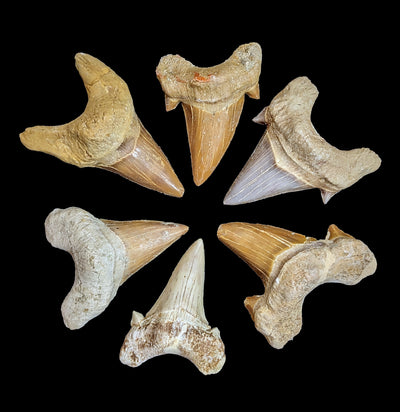 Otodus Obliquus Fossil Shark Tooth-Fossils-Sahara Overland-PaxtonGate