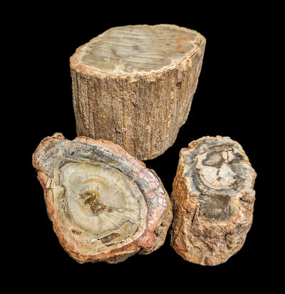 Petrified Wood Branch-Fossils-Enter the Earth-PaxtonGate