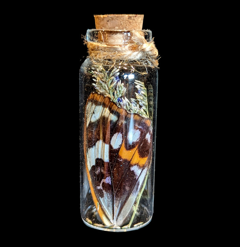 Butterfly Wing In A Glass Bottle - Paxton Gate