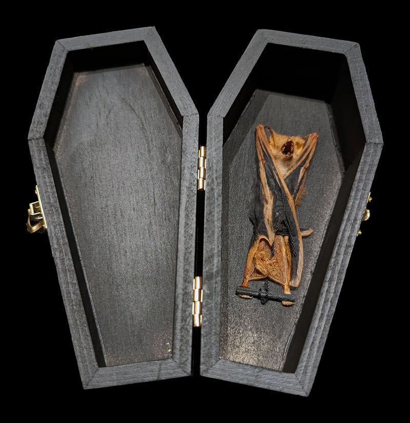 Bat Taxidermy In A Black Wooden Coffin-Taxidermy-Bicbugs, LLC-PaxtonGate