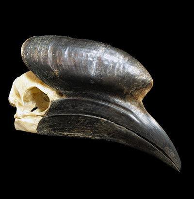 Hornbill Skull-Porcupine Unlimited-PaxtonGate