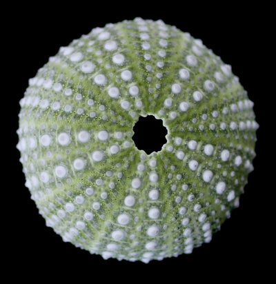 Mexican Green Sea Urchin-Invertbrts-Tideline-PaxtonGate