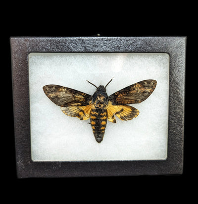 Framed Death's Head Moth-Insects-Smilodon Resources LLC-PaxtonGate
