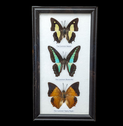 Three Riker Mounted Butterflies-Insects-World Buyers-PaxtonGate