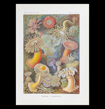Vintage Haeckel Sea Anemone Print-Prints-Curious Prints-PaxtonGate