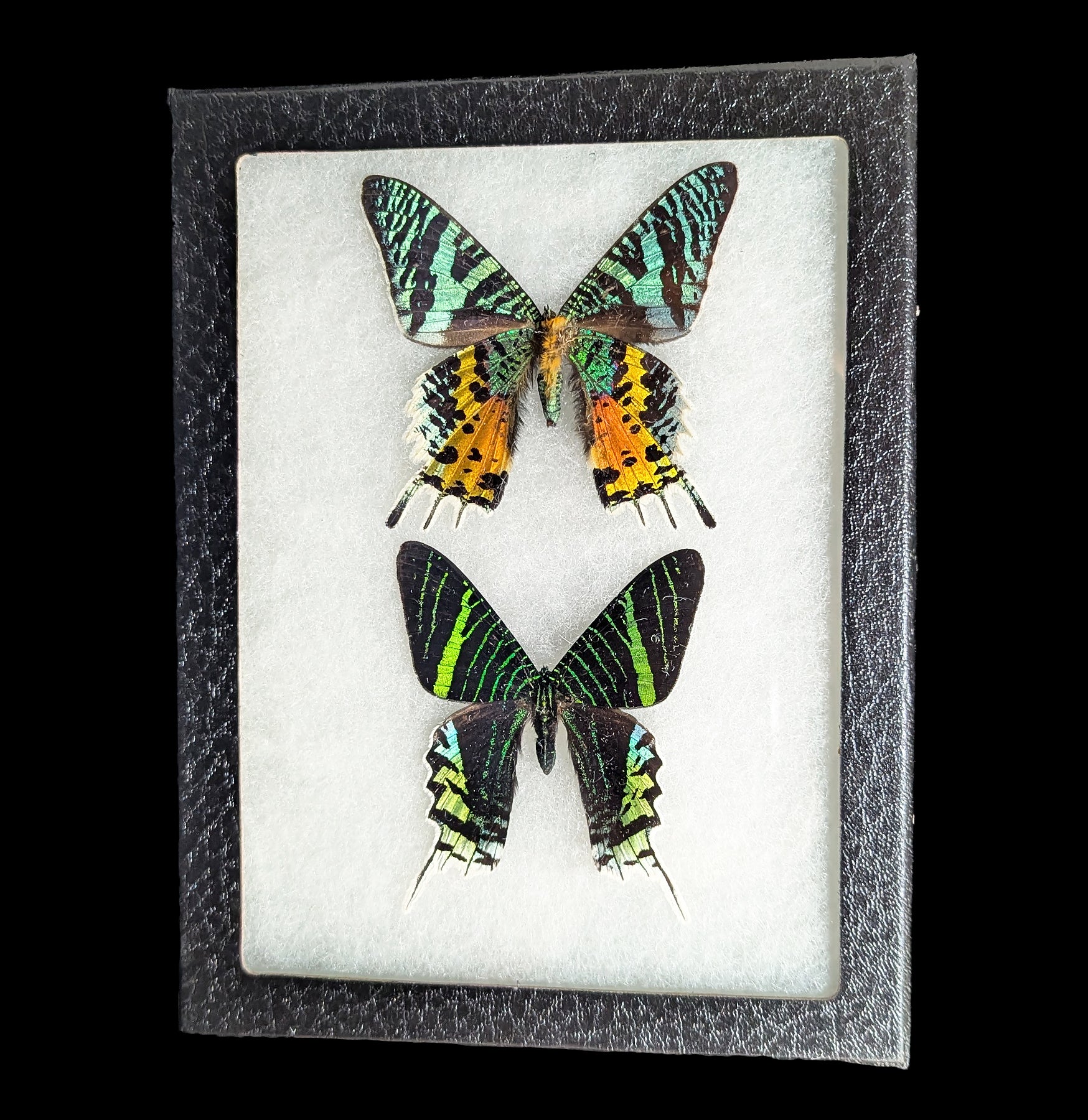 INORAN/2008 Butterfly Effect+〈2枚組〉 Riker Mounted Urania ripheus and Urania leilus moths For Sale