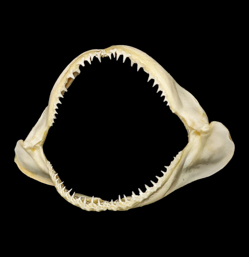 Blacktip Reef Shark Jaw-Bones-Fossils Online-PaxtonGate