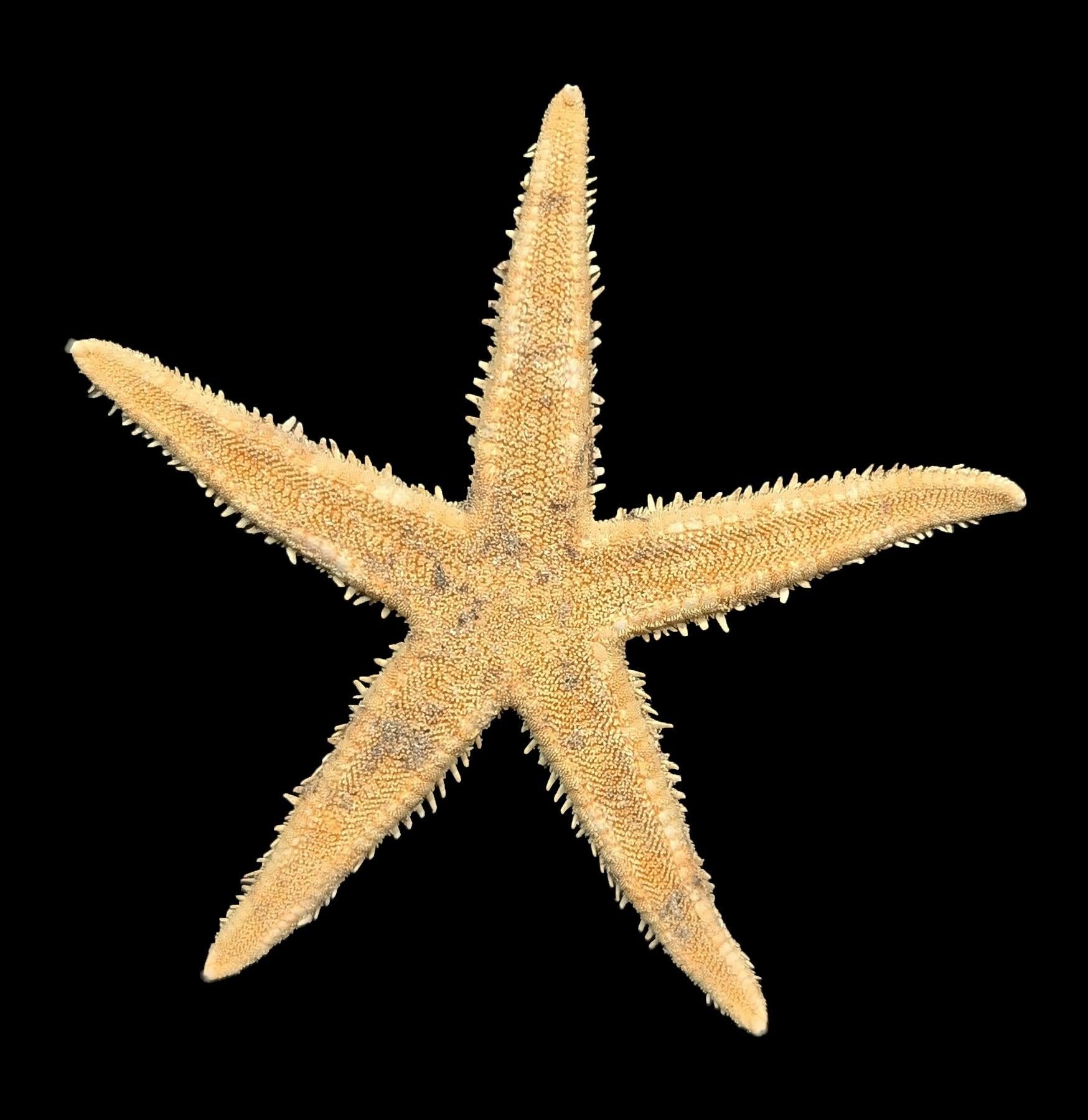 starfish Paxton_Gate_Shell_starfish.jpg