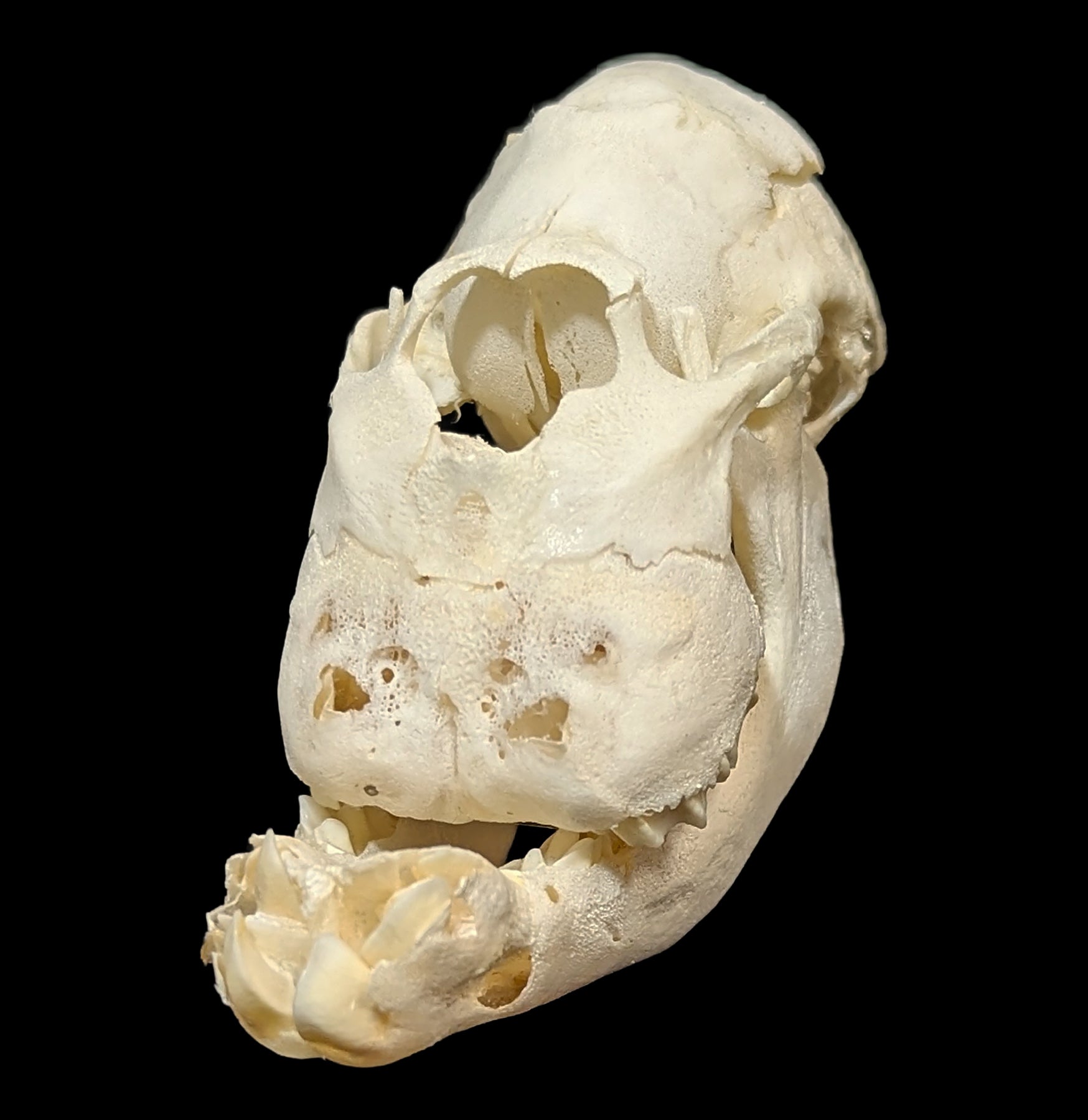 Cyclops Sheep Skull For Sale | Paxton Gate