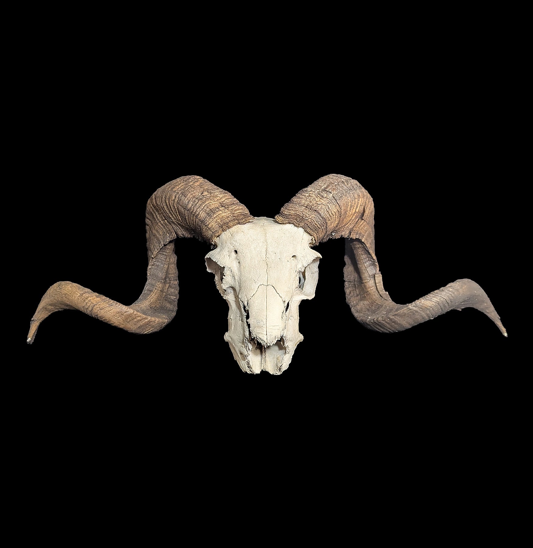 Domestic Ram Skull For Sale | Paxton Gate