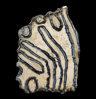 Polished Mammoth Tooth Slice-Fossils-Fossils Online-PaxtonGate