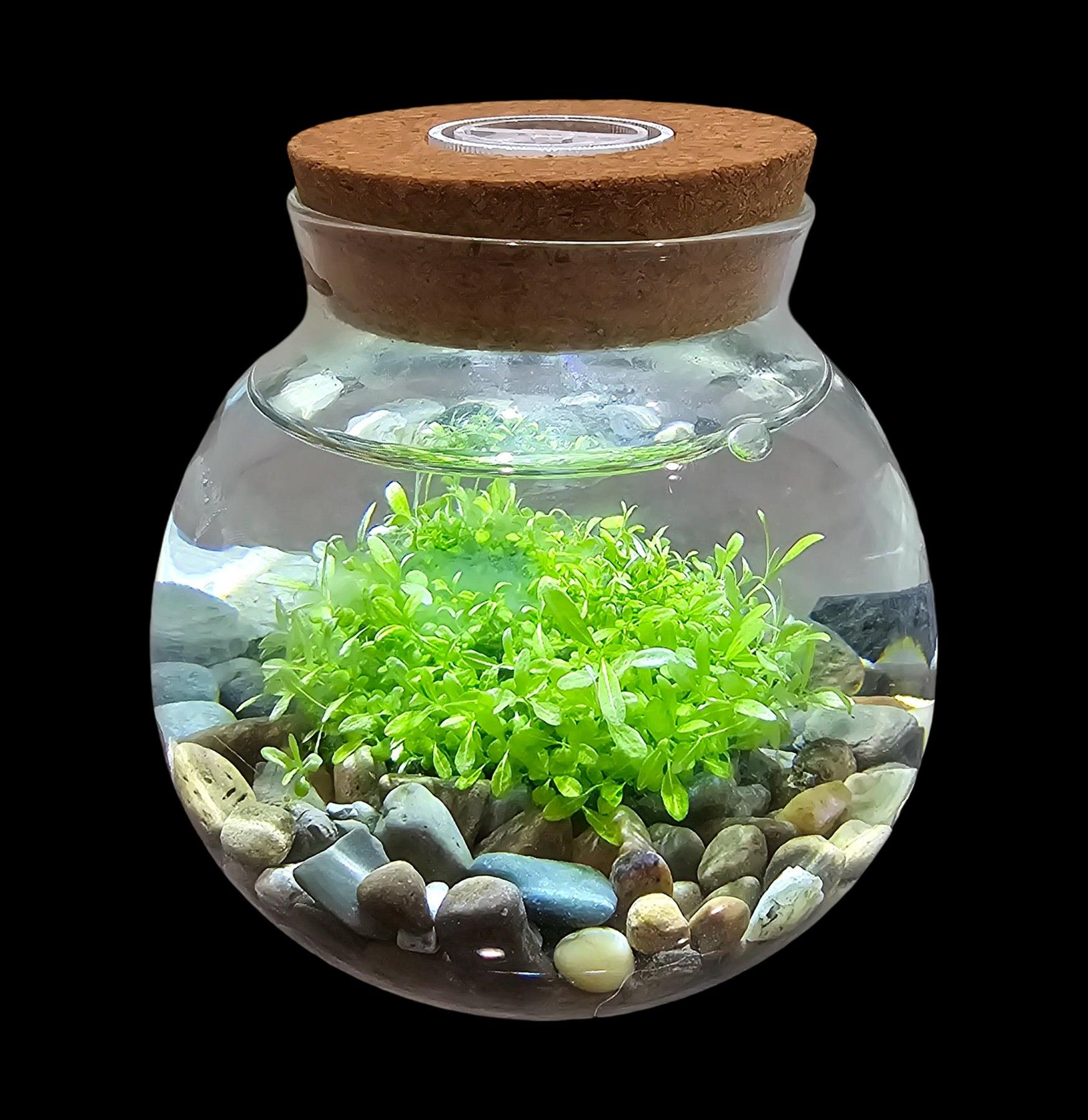 WaterPlants