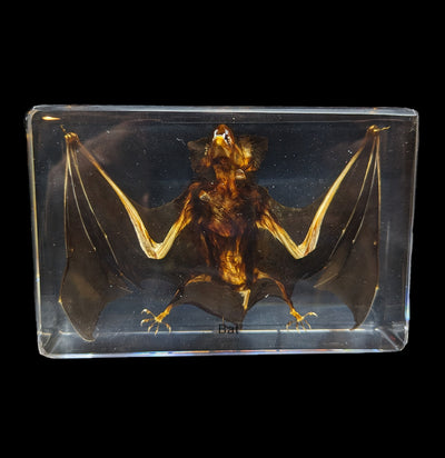 Bat in Acrylic-Taxidermy-Real Bug/Ed Speldy-PaxtonGate