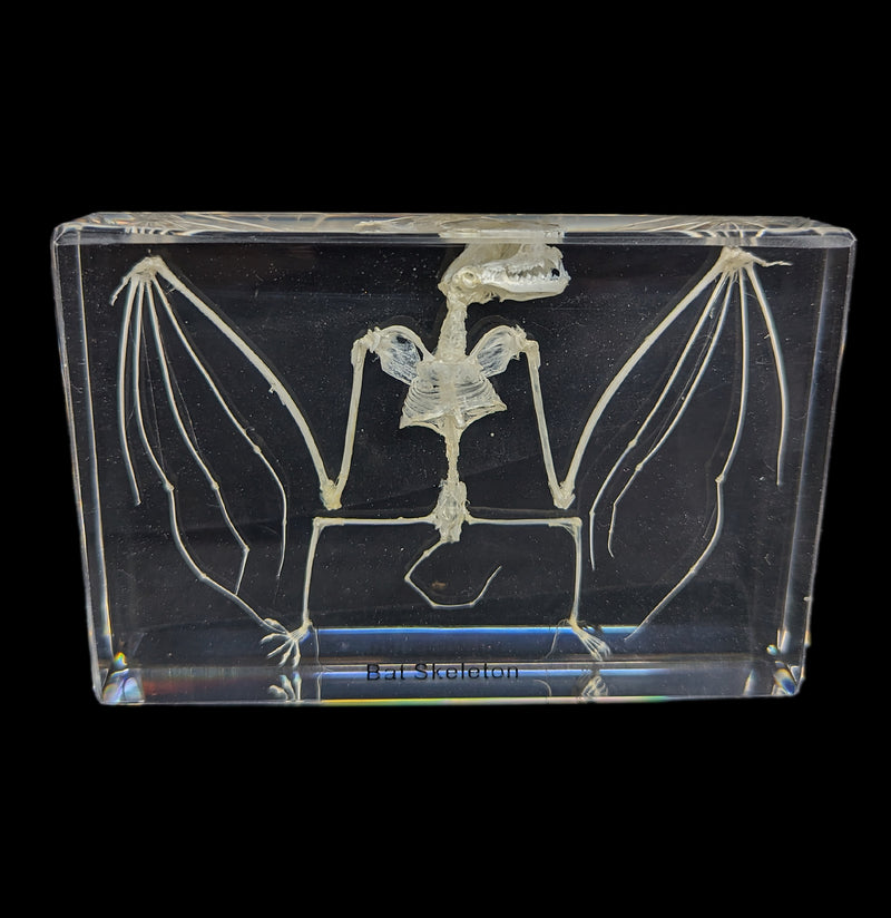 Bat Skeleton in Acrylic-Skeletons-Real Insect Company-PaxtonGate
