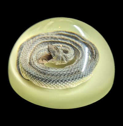 Glow In The Dark Snake Paper Weight-Taxidermy-Real Insect Company-PaxtonGate