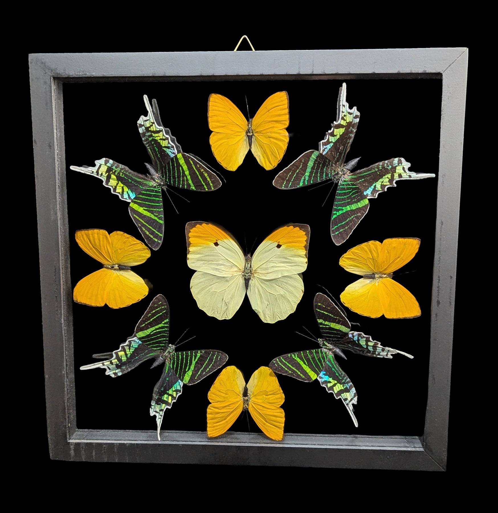 Four Double Glass Framed Urania leilus and Five Mixed Papilios For