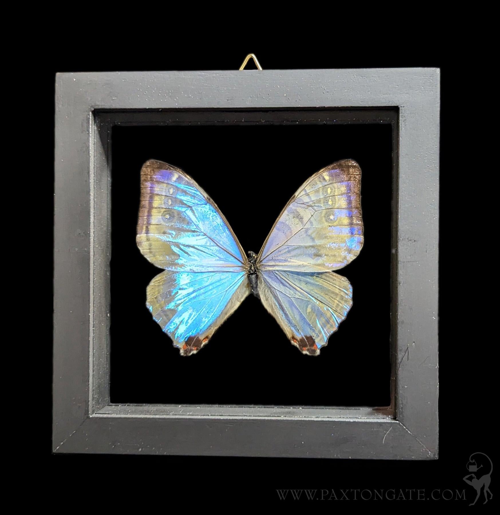 Double Glass Framed Morpho Sulkowskyi Butterfly