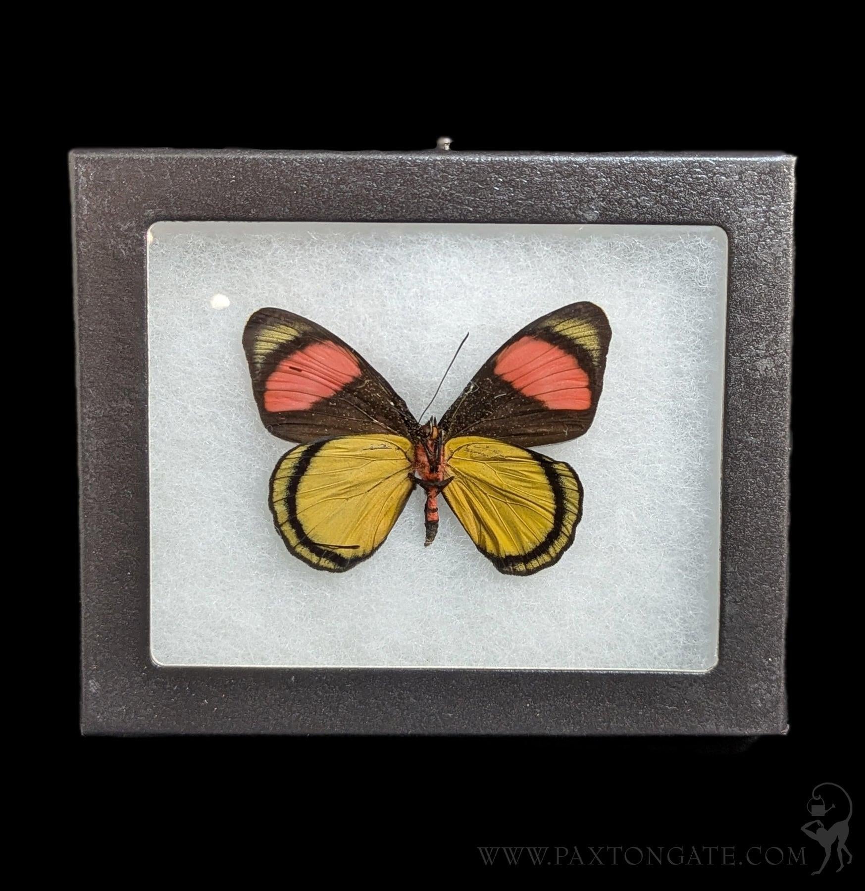 INORAN/2008 Butterfly Effect+〈2枚組〉 Riker Verso Mounted Batesia Hypochlora Butterfly For Sale | Paxton