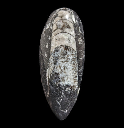 Orthoceras Fossil-Fossils-Hmani, Inc.-PaxtonGate